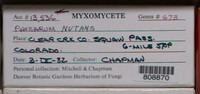 Physarum nutans image